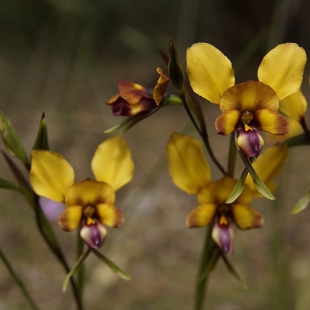 Diuris corymbosa